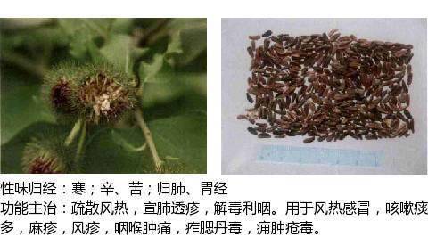 发散风热药