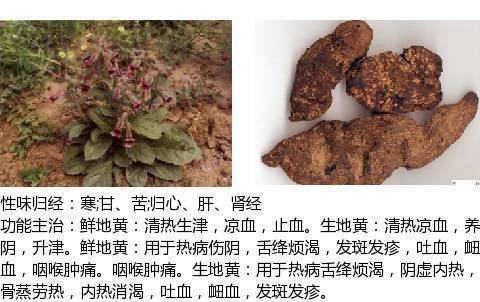 清热凉血药